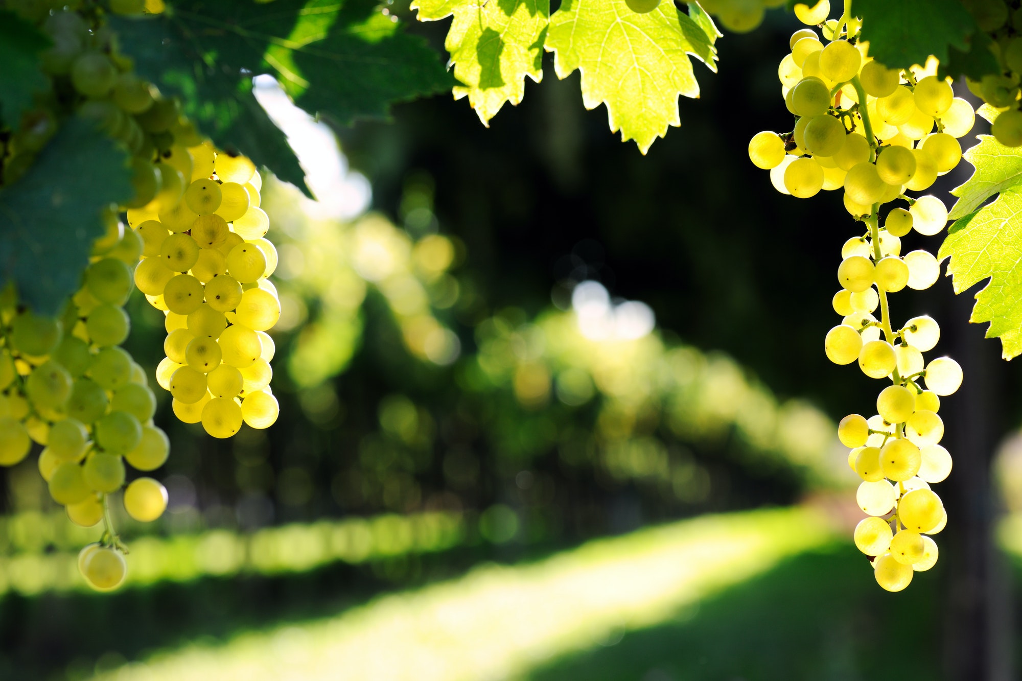 ripe grape