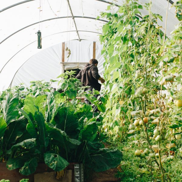 agriculture-botanical-conservatory-1084540